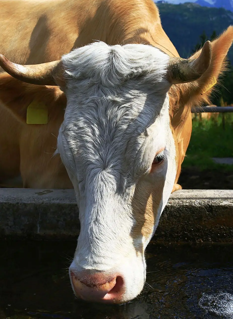 galletti-nutrizione-animale.jpg